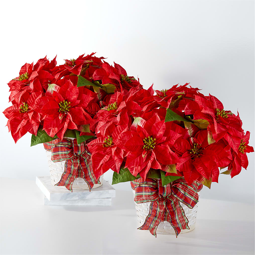 Happiest Holidays Poinsettia Bundle – Park Avenue Florist, Orange Park FL