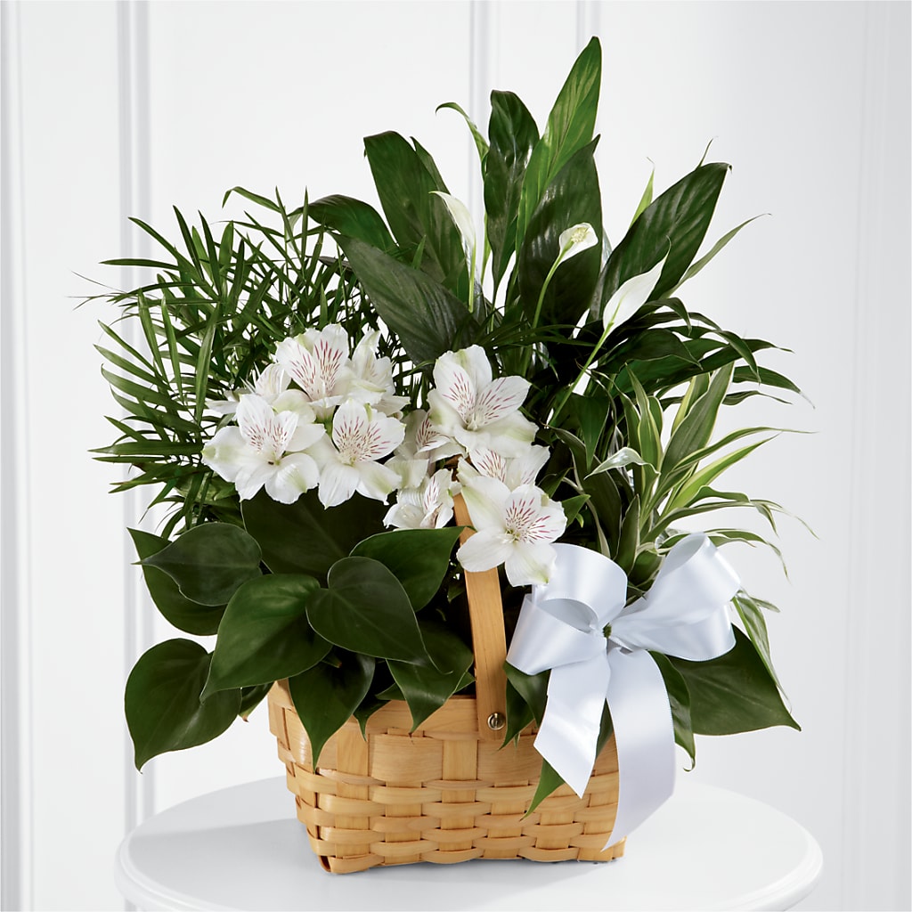 Peace & Serenity Dishgarden – Park Avenue Florist, Orange Park FL