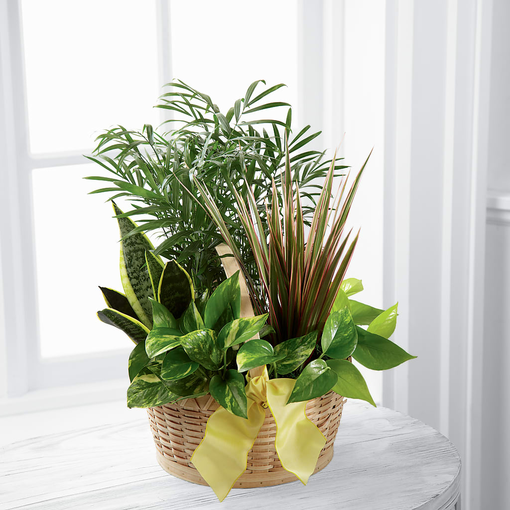 French Garden – Park Avenue Florist, Orange Park FL