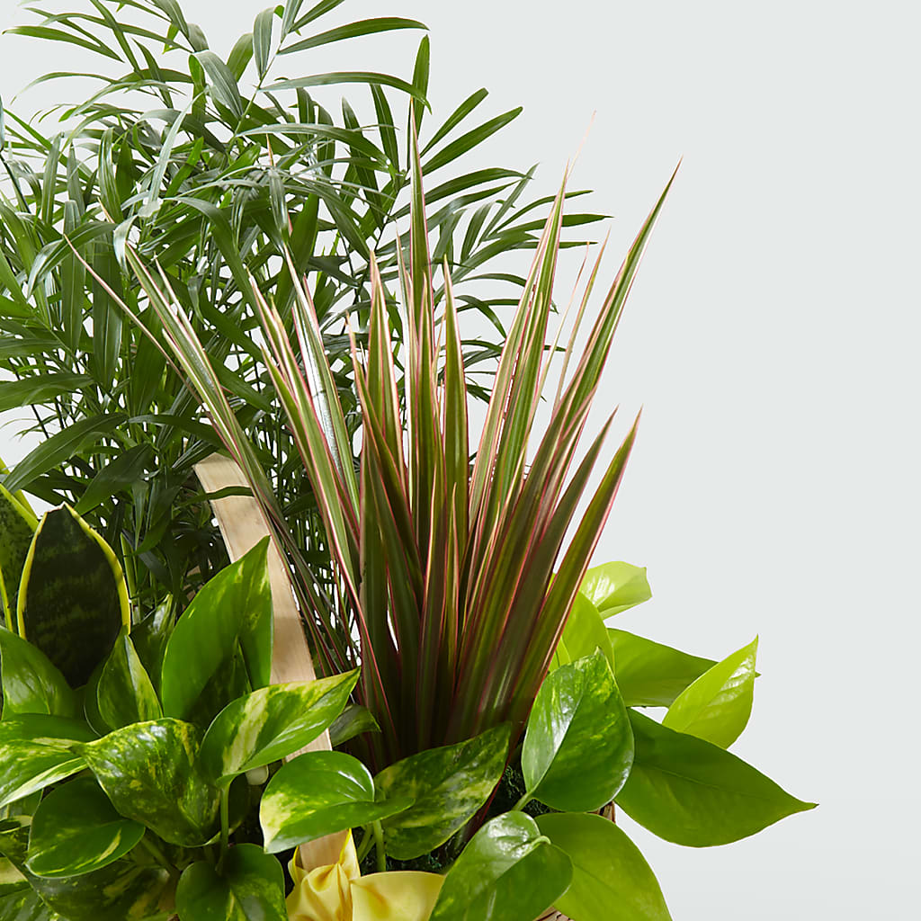 French Garden – Park Avenue Florist, Orange Park FL
