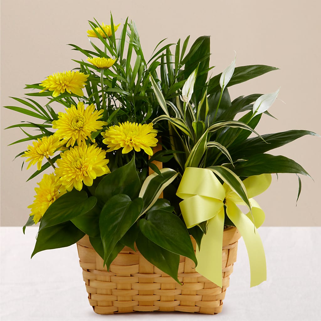 Loving Light Dishgarden – Park Avenue Florist, Orange Park FL