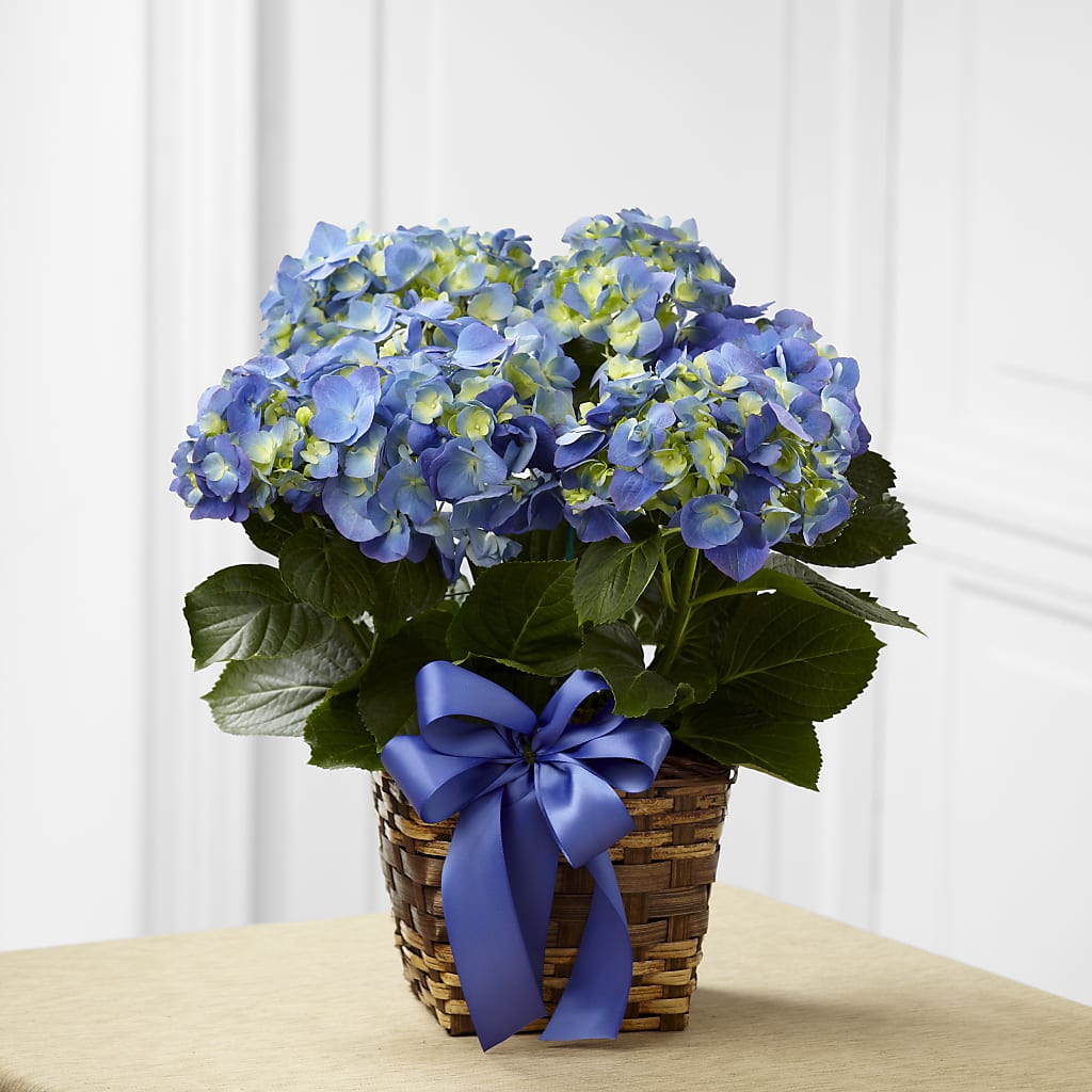 Blue Hydrangea Planter – Park Avenue Florist, Orange Park FL
