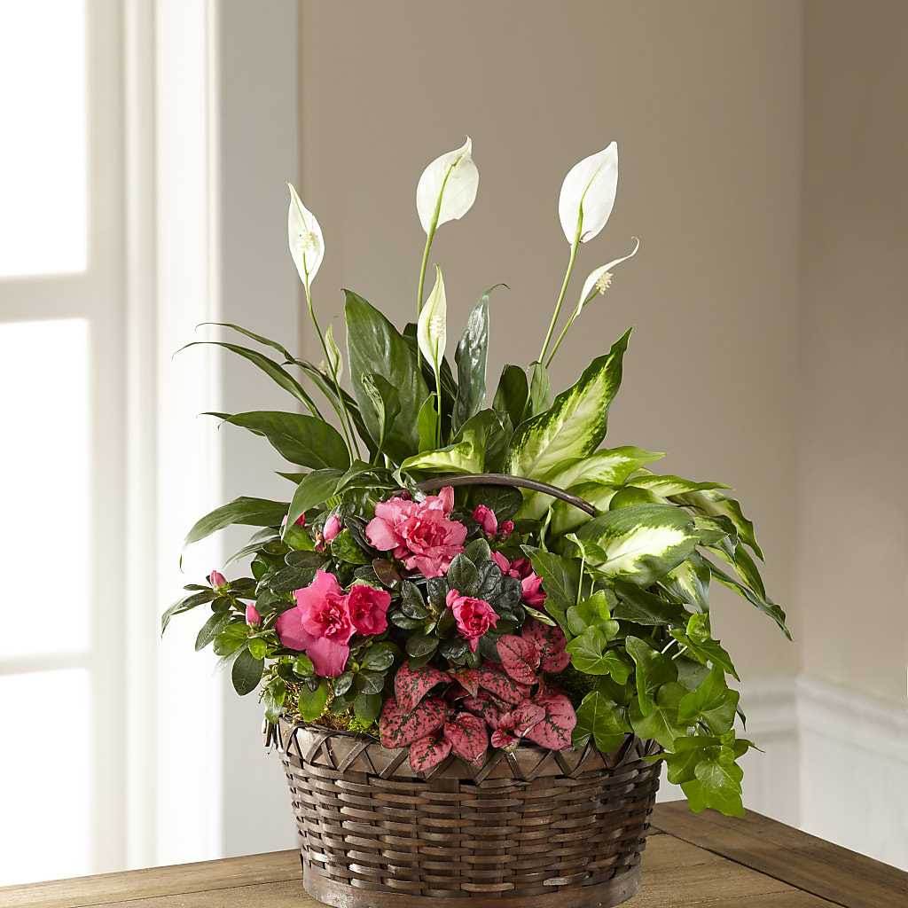 Dream in Pink Dishgarden – Park Avenue Florist, Orange Park FL