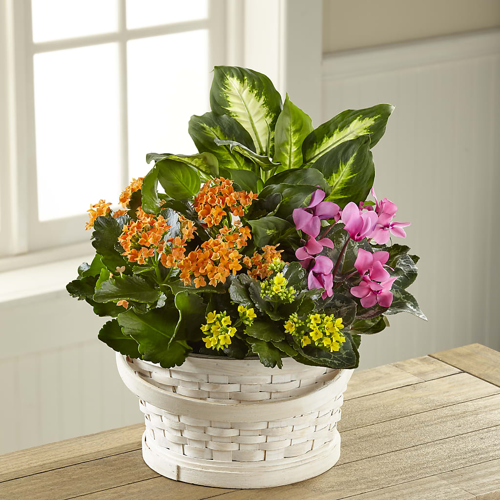 Color Crush Dishgarden – Park Avenue Florist, Orange Park FL