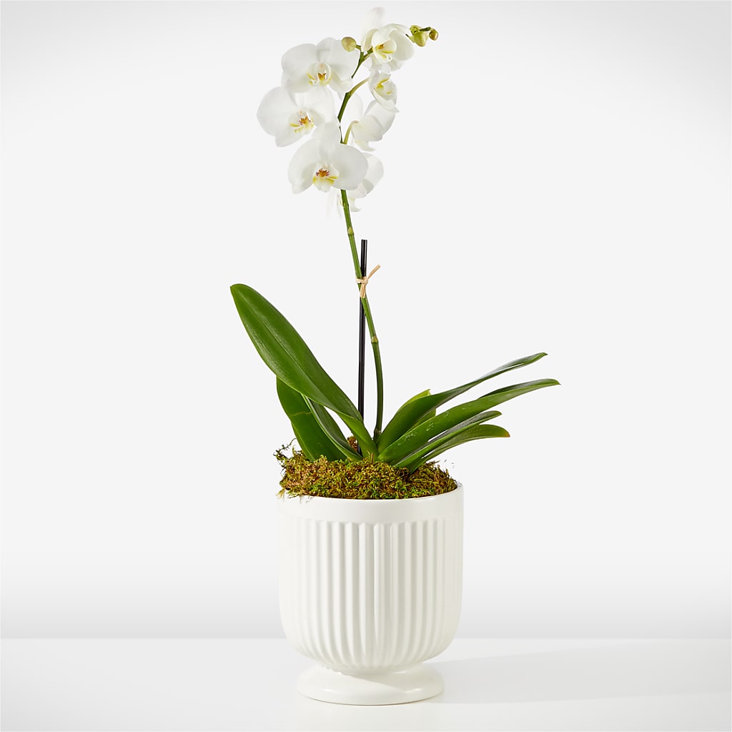 Whispering White Orchid – Park Avenue Florist, Orange Park FL
