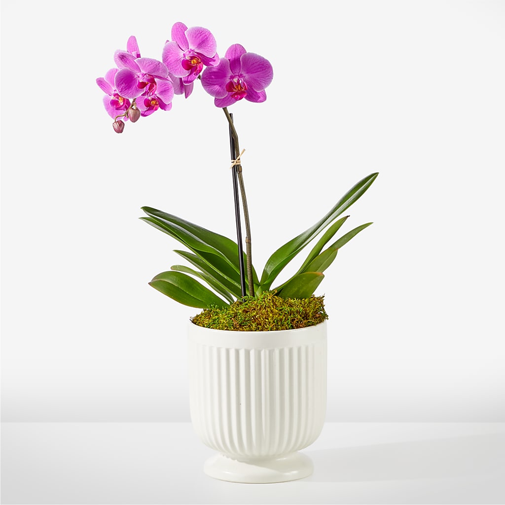 Friendly Fuchsia Orchid – Park Avenue Florist, Orange Park FL