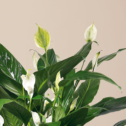 Comfort Planter – Park Avenue Florist, Orange Park FL