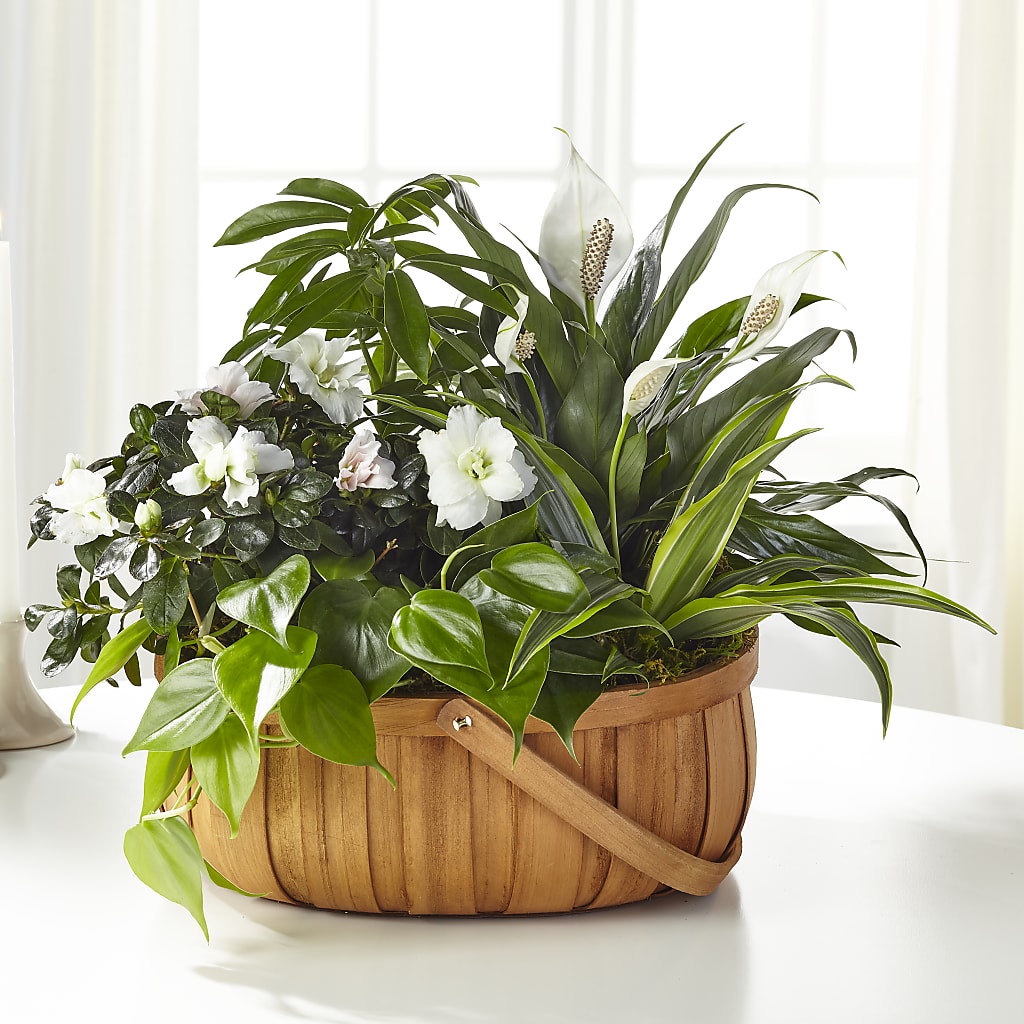 Serene Dishgarden – Park Avenue Florist, Orange Park FL