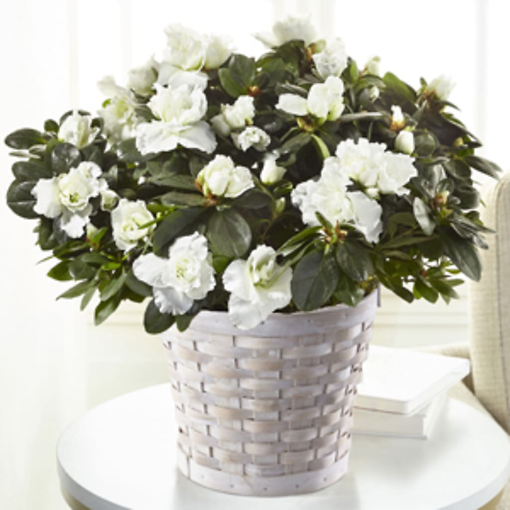 White Azalea Plant – Park Avenue Florist, Orange Park FL