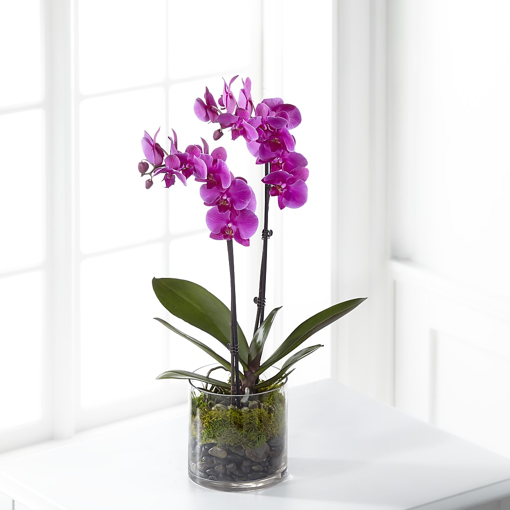 Pink Orchid Plant – Park Avenue Florist, Orange Park FL