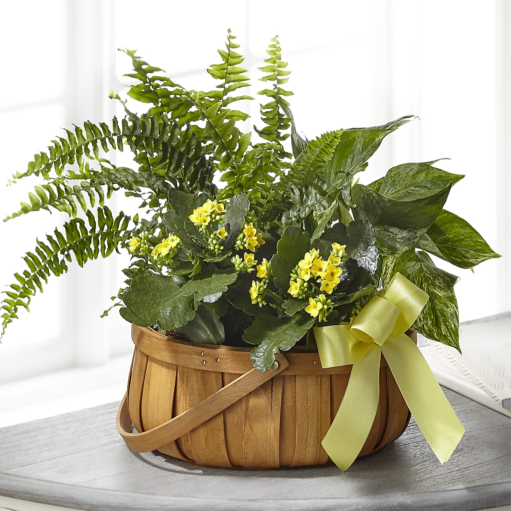 Always Dear Dishgarden – Park Avenue Florist, Orange Park FL