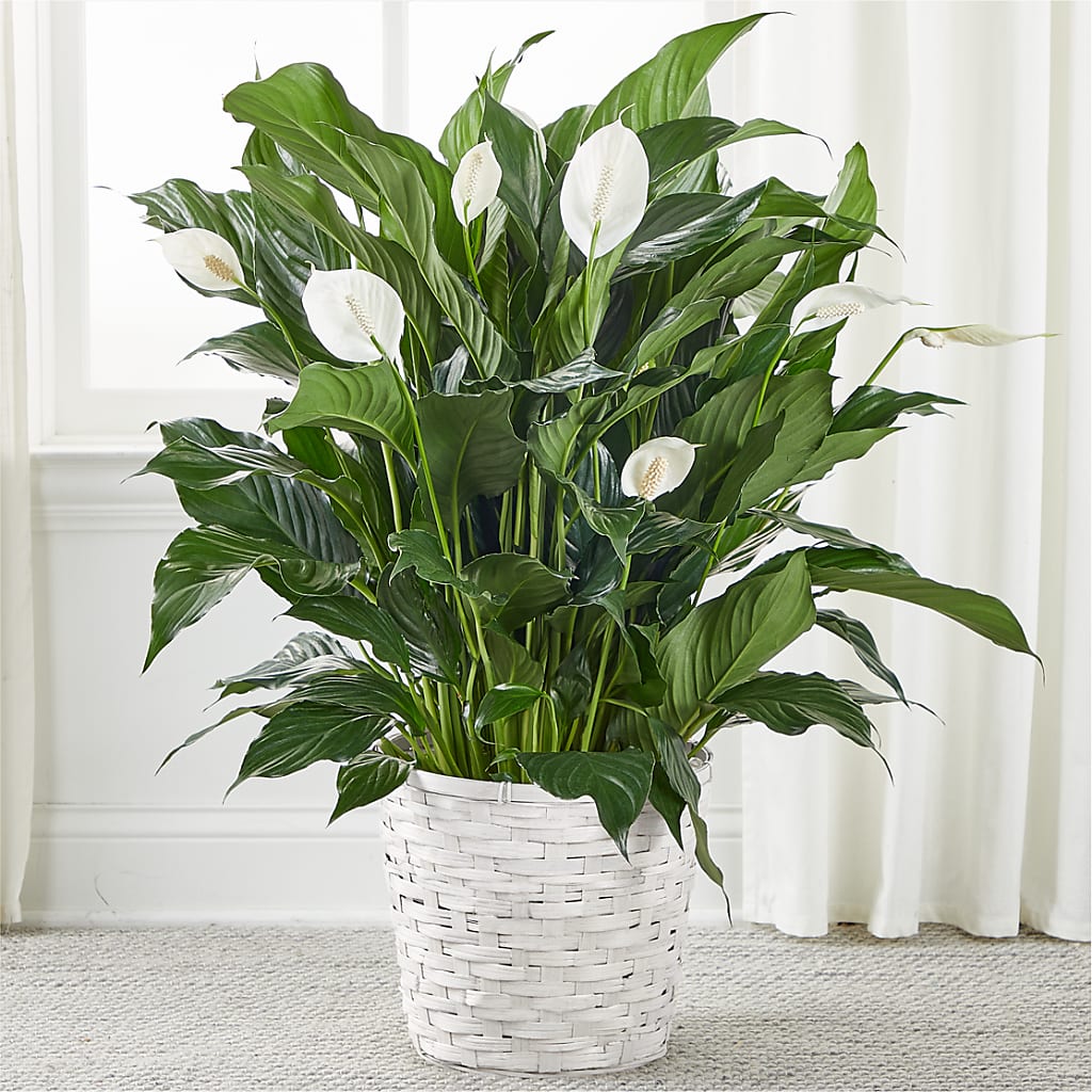 A New Leaf Peace Lily – Park Avenue Florist, Orange Park FL