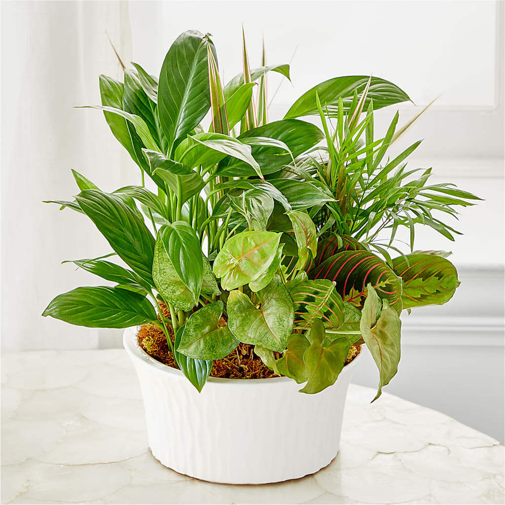 Balance & Harmony Dishgarden – Park Avenue Florist, Orange Park FL