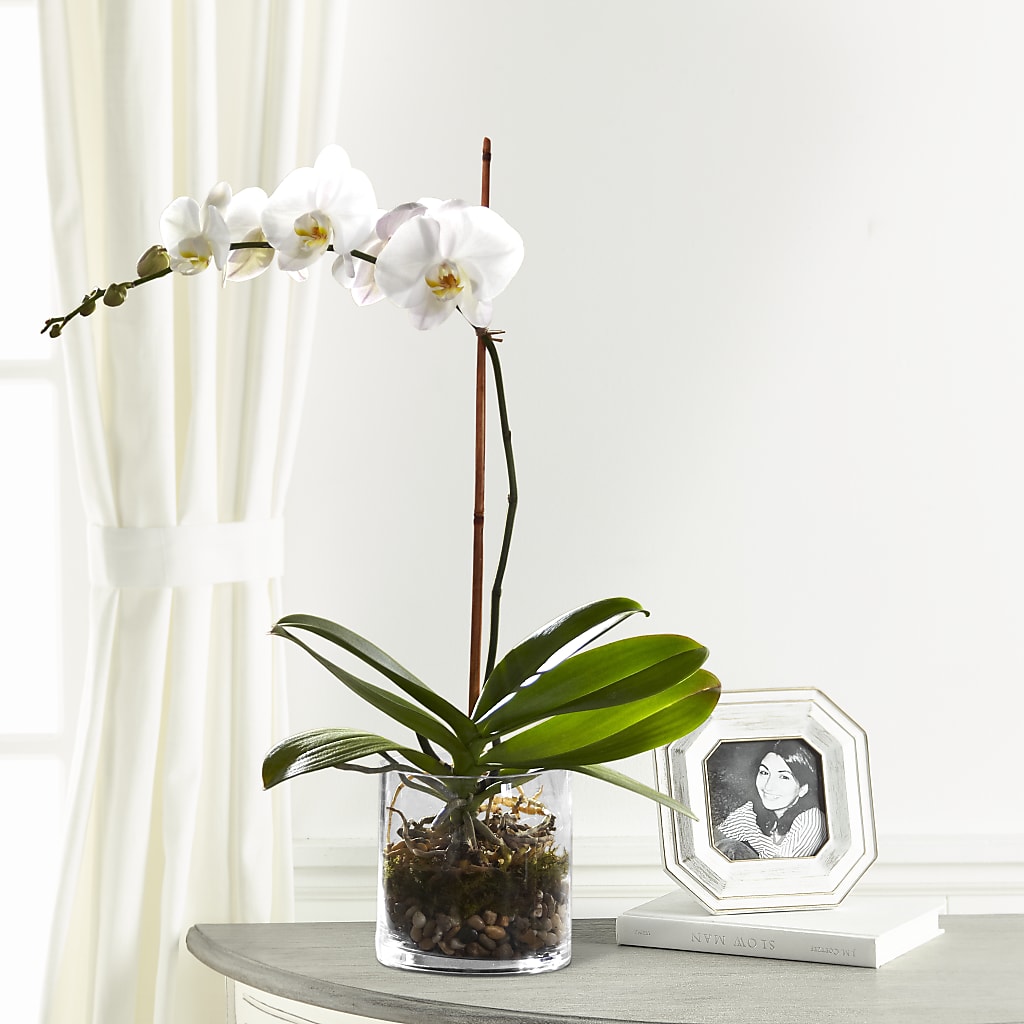 White Orchid Planter – Park Avenue Florist, Orange Park FL