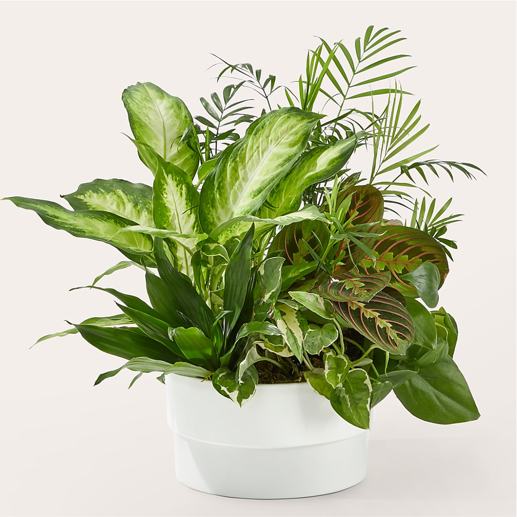 Radiating Positivity Dishgarden – Park Avenue Florist, Orange Park FL