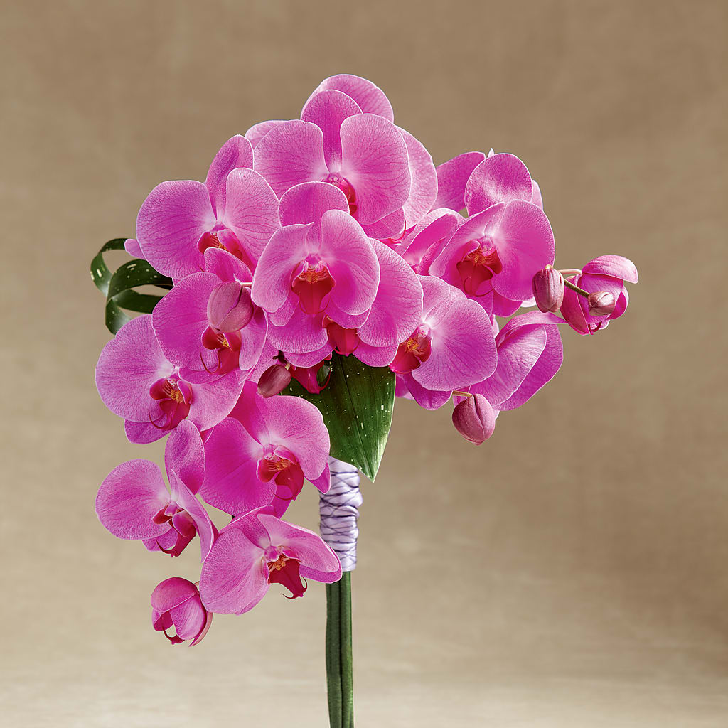 Glorious Bouquet – Park Avenue Florist, Orange Park FL