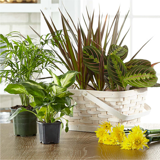 Florist Designed Blooming and Green Plants in a Basket –  Park Avenue Florist, Orange Park FL