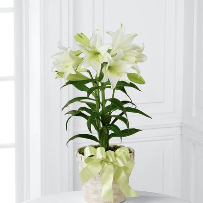 Easter Lily Plant –  Park Avenue Florist, Orange Park FL