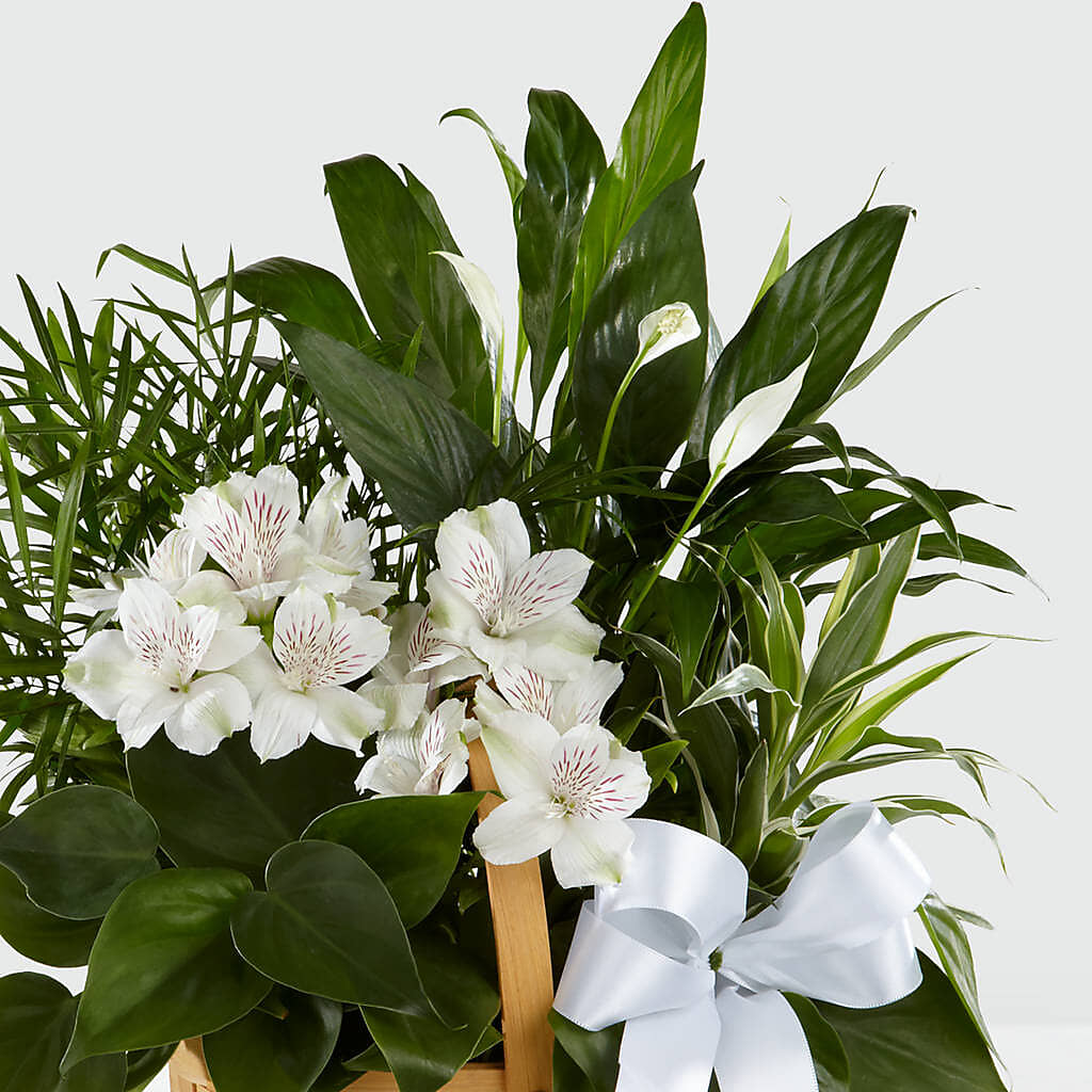 Peace & Serenity Dishgarden –  Park Avenue Florist, Orange Park FL