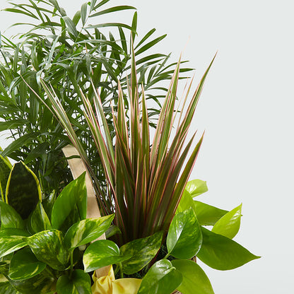 French Garden –  Park Avenue Florist, Orange Park FL