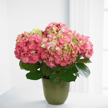 Pink Hydrangea Planter –  Park Avenue Florist, Orange Park FL