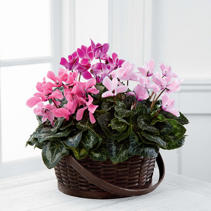 Mixed Cyclamen Planter –  Park Avenue Florist, Orange Park FL