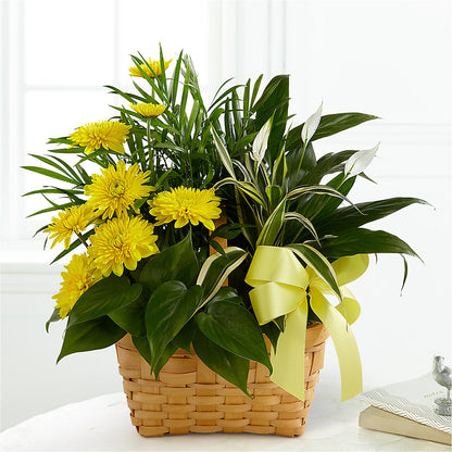 Loving Light Dishgarden –  Park Avenue Florist, Orange Park FL