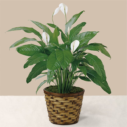 Tranquil Moments Peace Lily Plant –  Park Avenue Florist, Orange Park FL