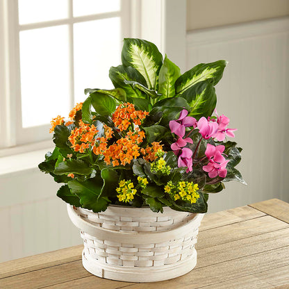 Color Crush Dishgarden –  Park Avenue Florist, Orange Park FL