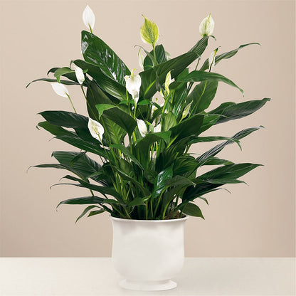 Comfort Planter –  Park Avenue Florist, Orange Park FL