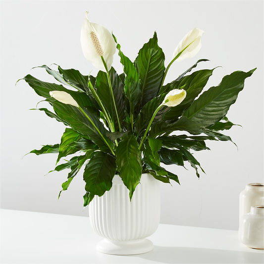 Comfort Planter –  Park Avenue Florist, Orange Park FL