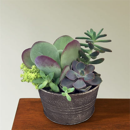 Lush Succulent Garden –  Park Avenue Florist, Orange Park FL