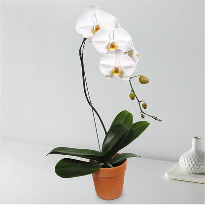 White Cascading Orchid –  Park Avenue Florist, Orange Park FL