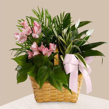 Living Spirit Dishgarden –  Park Avenue Florist, Orange Park FL