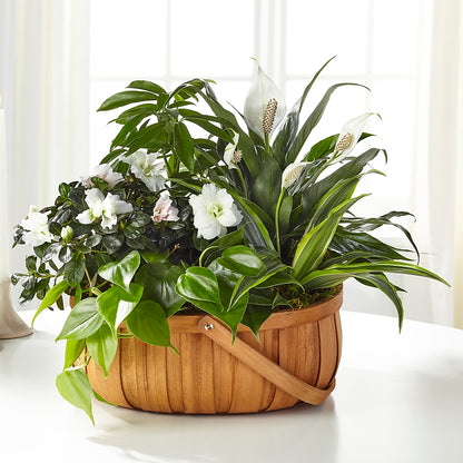 Serene Dishgarden –  Park Avenue Florist, Orange Park FL