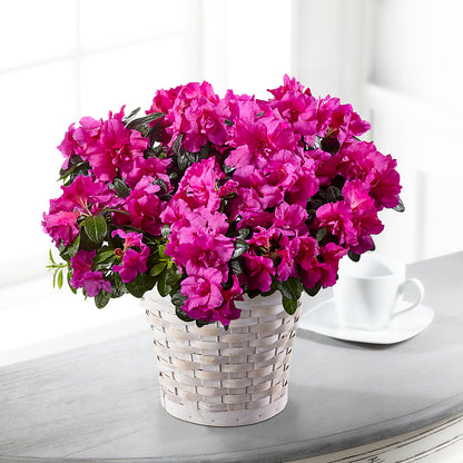 Hope & Serenity Azalea Plant –  Park Avenue Florist, Orange Park FL