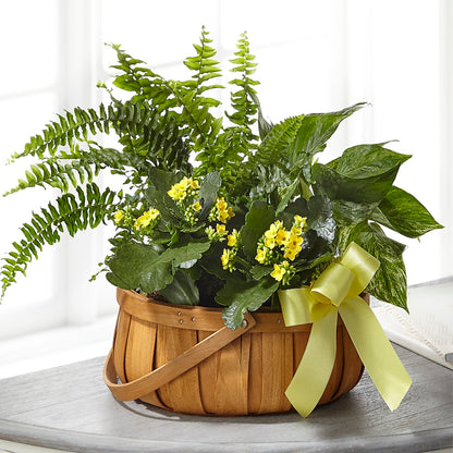 Always Dear Dishgarden –  Park Avenue Florist, Orange Park FL