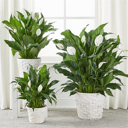 A New Leaf Peace Lily –  Park Avenue Florist, Orange Park FL