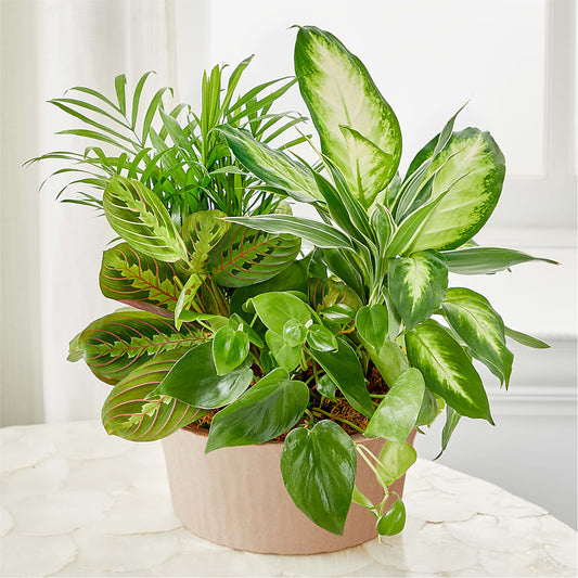 Balance & Harmony Dishgarden –  Park Avenue Florist, Orange Park FL