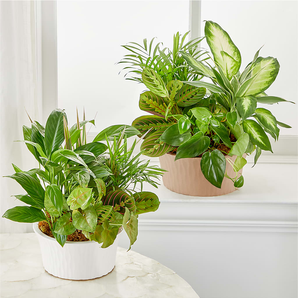 Balance & Harmony Dishgarden –  Park Avenue Florist, Orange Park FL