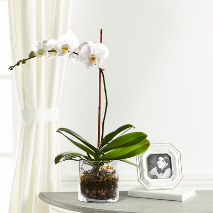 White Orchid Planter –  Park Avenue Florist, Orange Park FL