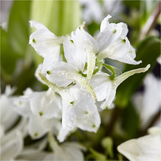 Classic Ivory – A Florist Original –  Park Avenue Florist, Orange Park FL
