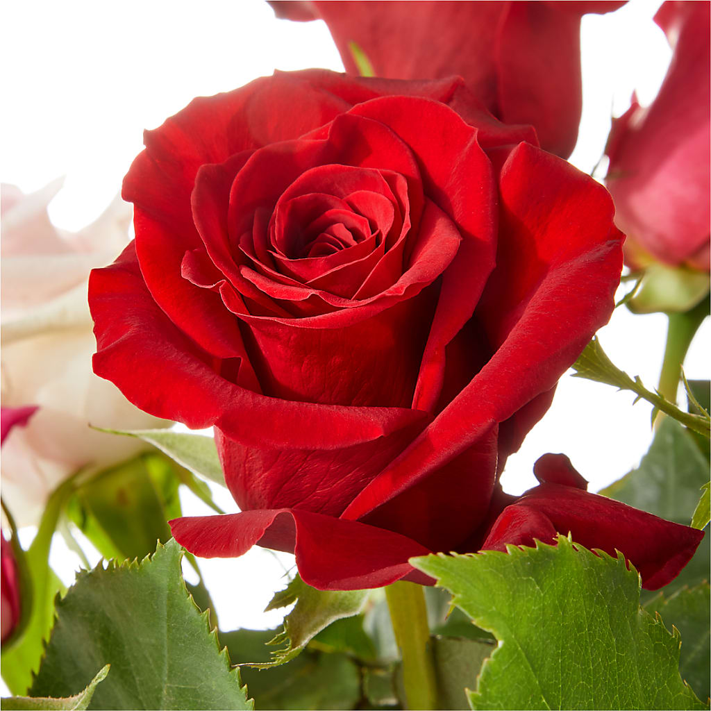 Love Notes Rose Bouquet –  Park Avenue Florist, Orange Park FL
